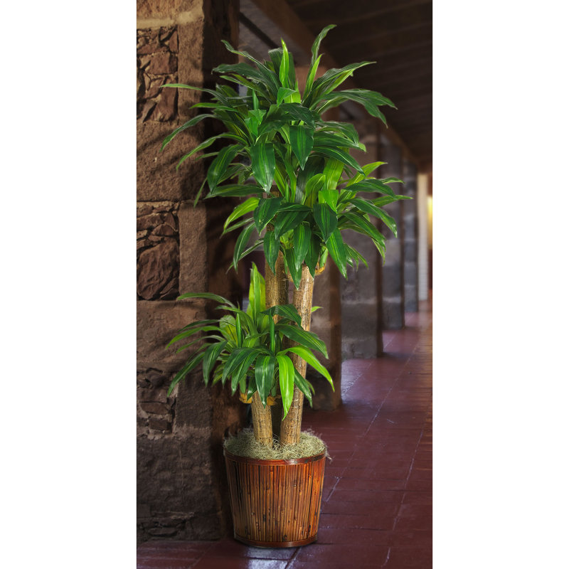 Beachcrest Home 50" Artificial Dracaena Plant in Planter & Reviews